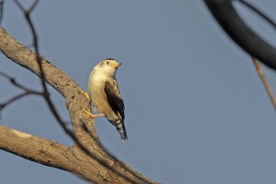 Varied Sittella (Daphoenositta chrysoptera)