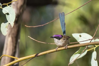 Purple-crowned Fairywren (Malurus coronatus)
