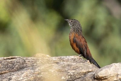 Black Grasswren (Amytornis housei)