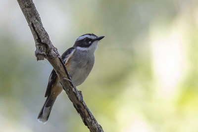 Buff-sided Robin (Poecilodryas cerviniventris)