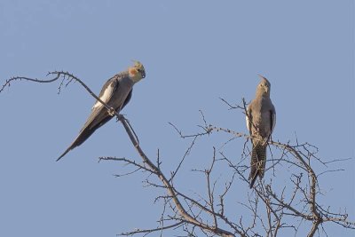 Cockatiel (Nymphicus hollandicus)