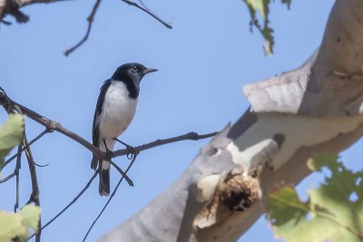 Hooded Robin (Melanodryas cucullata)