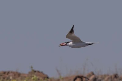 Gulls, Terns and Skimmers (Laridae)