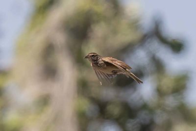 Larks (Alaudidae)