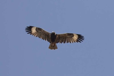 Black-breasted Buzzard (Hamirostra melanosternon)