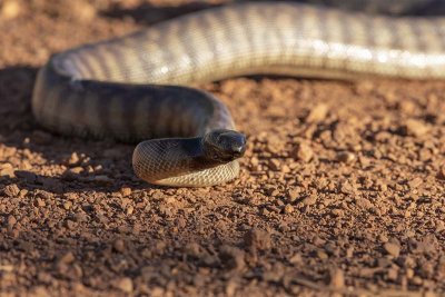 Black-headed Python (Aspidites melanocephalus)