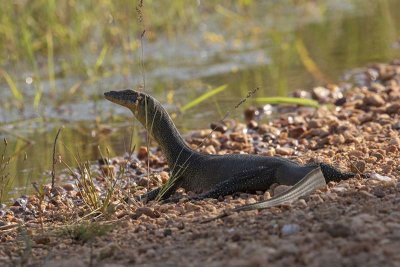 Mertens' Water Monitor (Varanus mertensi)