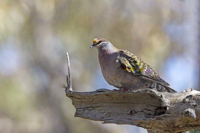 Common Bronzewing (Phaps chalcoptera) -- male
