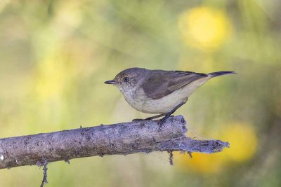 Buff-rumped Thornbill (Acanthiza reguloides)