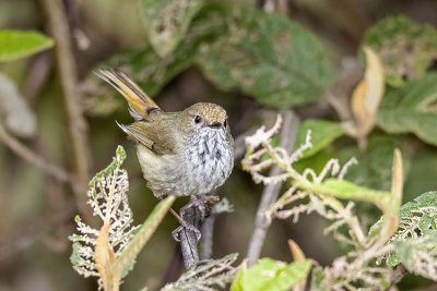 Brown Thornbill (Acanthiza pusilla)