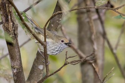 Brown Thornbill (Acanthiza pusilla)