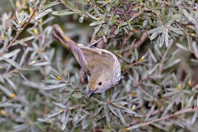 Brown Thornbill (Acanthiza pusilla)
