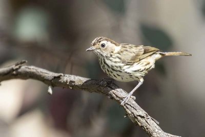 Speckled Warbler (Pyrrholaemus sagittatus)