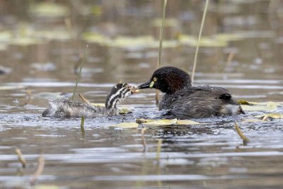 Australasian Grebe (Tachybaptus novaehollandiae)