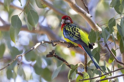 Eastern Rosella (Platycercus eximius)