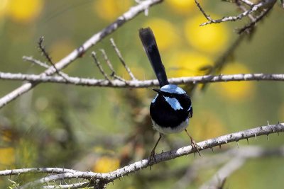 Superb Blue Wren (Malurus cyaneus)