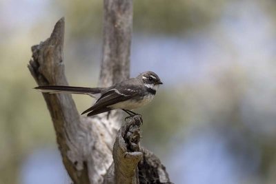 Grey Fantail (Rhipidura albiscapa)