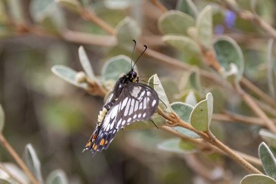 Dingy Swallowtail (Papilio anactus)