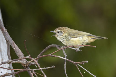 Striated Thornbill (Acanthiza lineata)