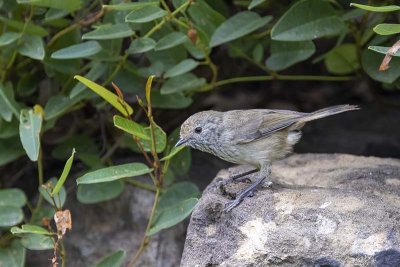 Brown Thornbill (Acanthiza pusilla)