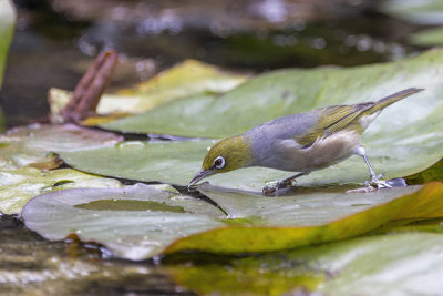 Silvereye (Zosterops lateralis)