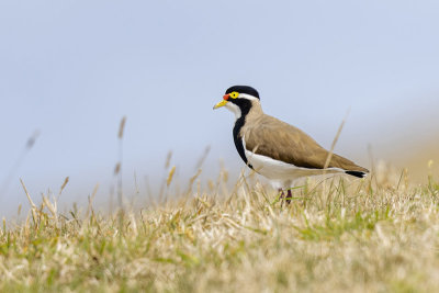 Banded Lapwing (Vanellus tricolor)