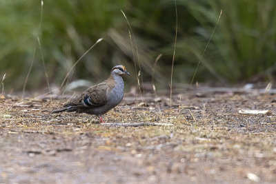 Pigeons, Doves (Columbidae)