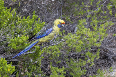 Green Rosella (Platycercus caledonicus)