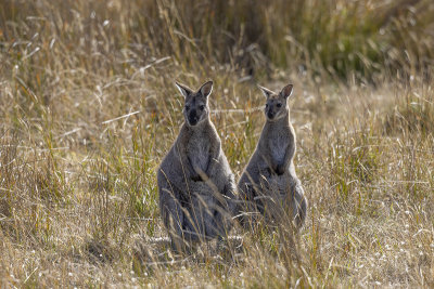 Red-necked or Bennett's Wallaby