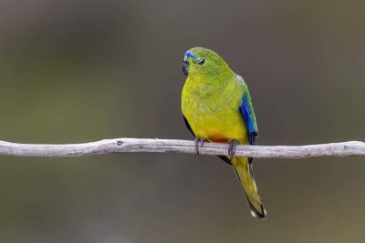 Orange-bellied Parrot (Neophema chrysogaster)