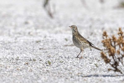 Australasian Pipit (Anthus novaeseelandiae)