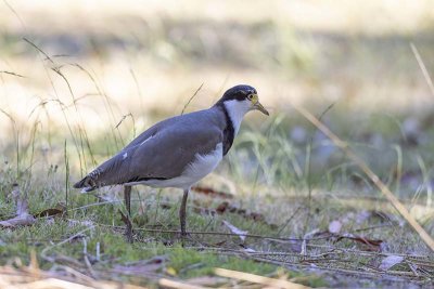 Masked Lapwing (Vanellus miles)