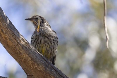 Yellow Wattlebird (Anthochaera paradoxa)