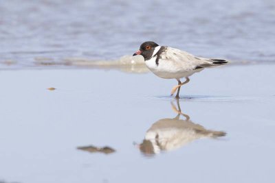 Hooded Dotterel (Thinornis cucullatus)