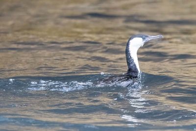 Black-faced Cormorant (Phalacrocorax fuscescens)