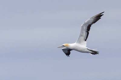 Australasian Gannet (Morus serrator)