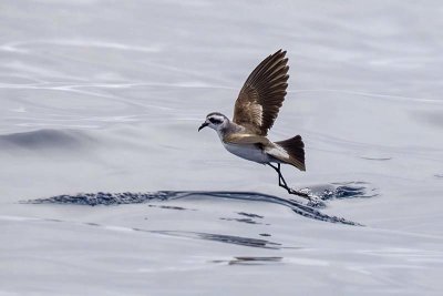 White-faced Storm Petrel (Pelagodroma marina)