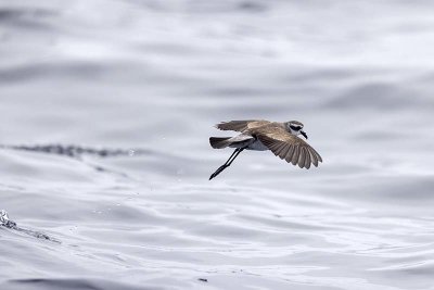 White-faced Storm Petrel (Pelagodroma marina)