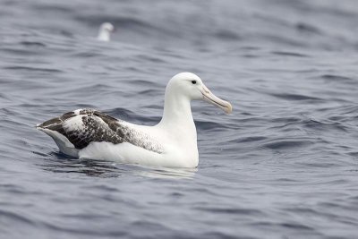 Southern Royal Albatross (Diomedea epomophora)