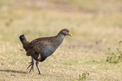 Tasmanian Nativehen (Tribonyx mortierii)