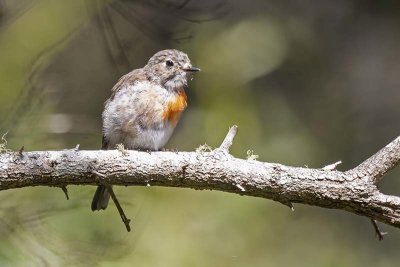 Scarlet Robin (Petroica boodang) -- female