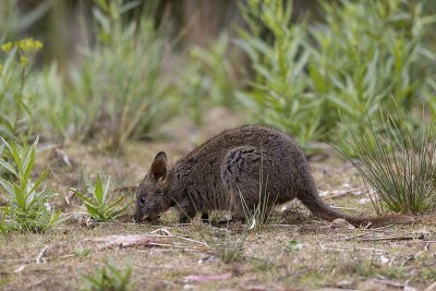 Tasmanian Pademelon (Thylogale billardierii)