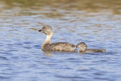 Hoary-headed Grebe (Poliocephalus poliocephalus)