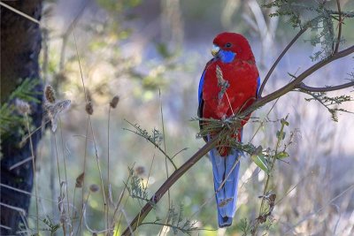 Crimson Rosella (Platycercus elegans)