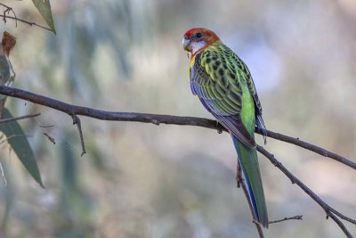 Eastern Rosella (Platycercus eximius)