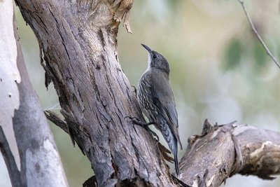 White-throated Treecreeper (Cormobates leucophaea)