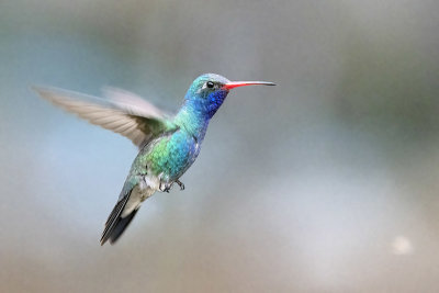 Broad-billed Hummingbird -- male