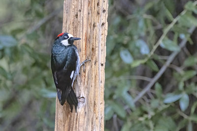 Acorn Woodpecker -- female