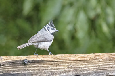 Bridled Titmouse