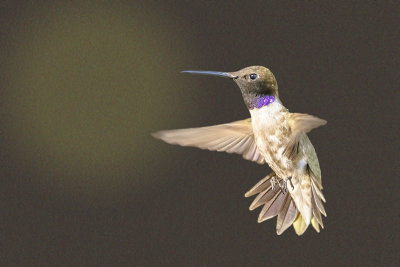 Black-chinned Hummingbird -- male
